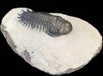 Bargain Crotalocephalina Trilobite #43449-2